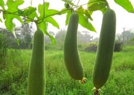 哺乳期吃丝瓜络好不好 哺乳期丝瓜络水能喝吗