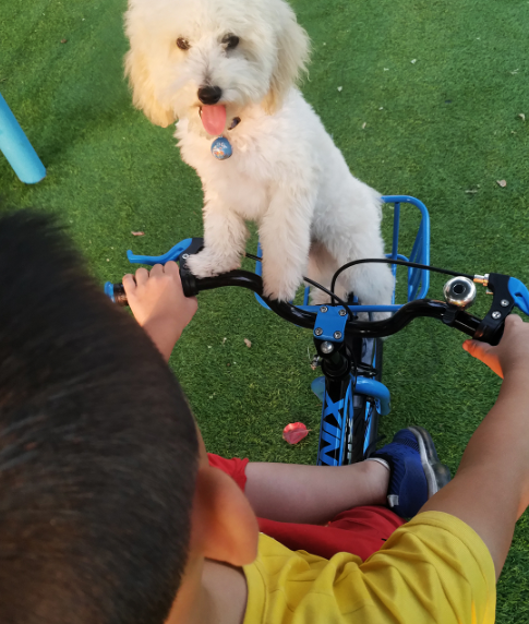 凤凰儿童自行车好用吗 凤凰儿童自行车宝宝喜欢吗