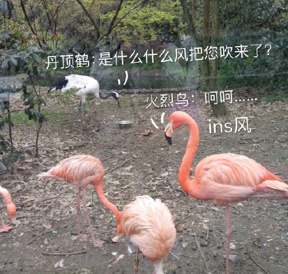 当丹顶鹤遇到火烈鸟什么梗 当丹顶鹤遇到火烈鸟表情包 当丹顶鹤遇到火烈鸟什么梗 当丹顶鹤遇到火烈鸟表情包