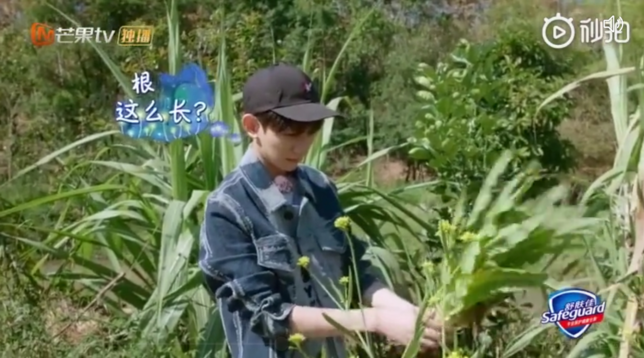 莴苣根可以吃吗 莴苣根和莴苣叶子哪个可以吃