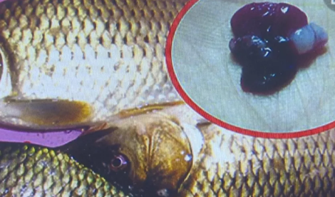 宝宝吃鱼胆能去火吗 多大的宝宝能吃鱼胆