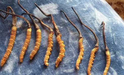 孕妇可以吃冬虫夏草吗 孕妇吃冬虫夏草的好处