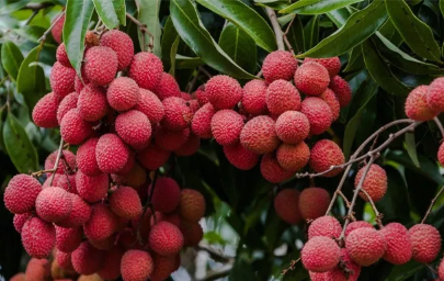 大暑最受欢迎的水果是什么 适合大暑吃的水果