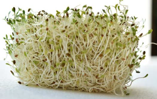 春季孩子吃什么蔬菜好 春季长高食谱及制作方法