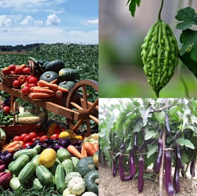 不同年龄段的孩子蔬果怎么选择 怎么给孩子补充果蔬营养 不同年龄段的孩子蔬果怎么选择 怎么给孩子补充果蔬营养