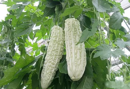 哺乳期可以吃苦瓜吗 哺乳期吃苦瓜菜谱 哺乳期可以吃苦瓜吗 哺乳期吃苦瓜菜谱