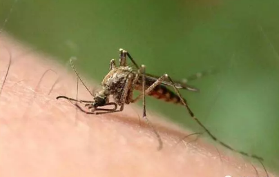 防蚊有哪些误区 宝宝被蚊子咬了怎么办