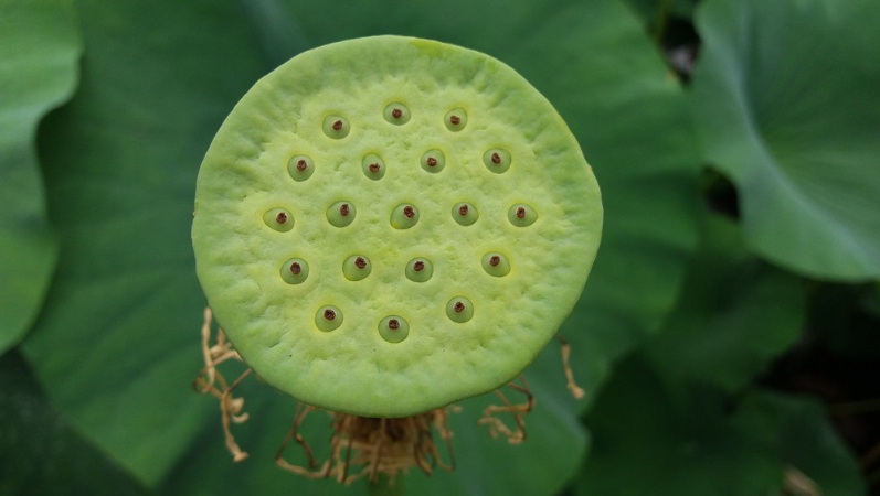 孩子夏天怎么吃莲子比较好 夏季孩子吃莲子建议 孩子夏天怎么吃莲子比较好 夏季孩子吃莲子建议