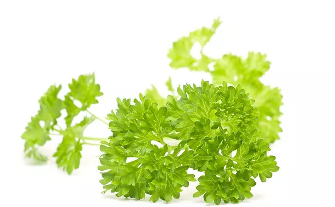 孕妇可以吃香菜吗 怀孕初期怎么吃香菜比较好