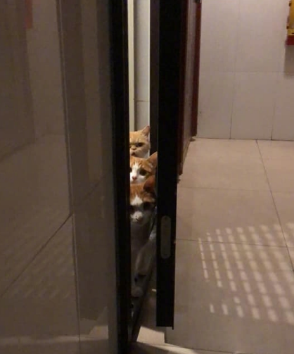 装过猫屎的袋子或纸是什么垃圾 装过猫屎的袋子或纸是湿垃圾还是干垃圾