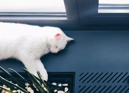 人和猫一起睡觉有什么影响 和猫睡觉增加患病风险真的吗