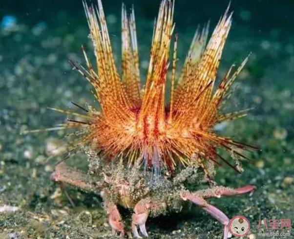 装饰蟹会把有毒的海胆背在身上这是为了 神奇海洋1月30日答案 装饰蟹会把有毒的海胆背在身上这是为了 神奇海洋1月30日答案