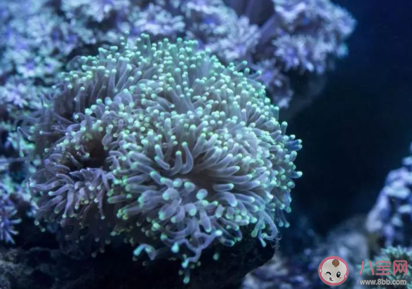 红珊瑚就是红颜色的珊瑚吗 神奇海洋1月31日答案 红珊瑚就是红颜色的珊瑚吗 神奇海洋1月31日答案