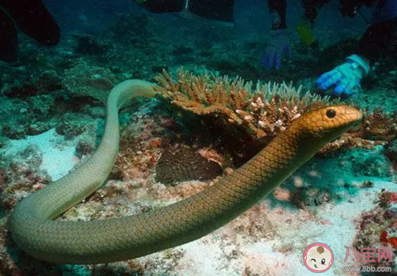 海蛇的鼻孔有什么防止呼吸呛水 神奇海洋1月10日答案最新 海蛇的鼻孔有什么防止呼吸呛水 神奇海洋1月10日答案最新