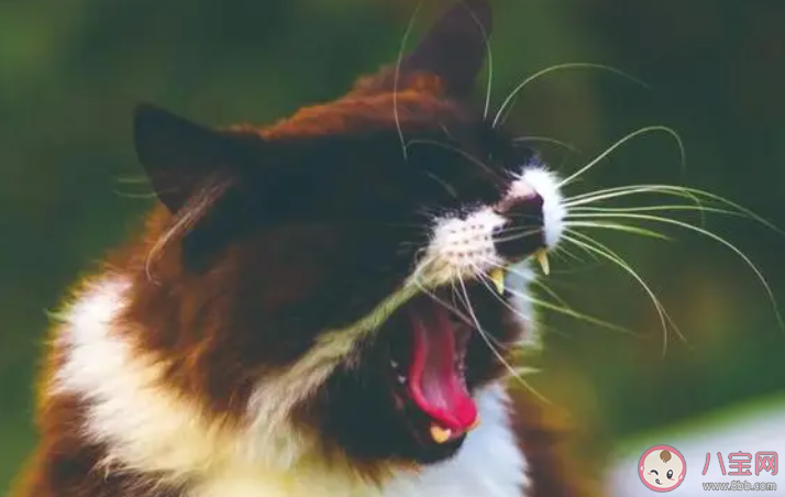 蚂蚁庄园以下哪种动物也会像人一样打喷嚏 小课堂2月1日答案 蚂蚁庄园以下哪种动物也会像人一样打喷嚏 小课堂2月1日答案