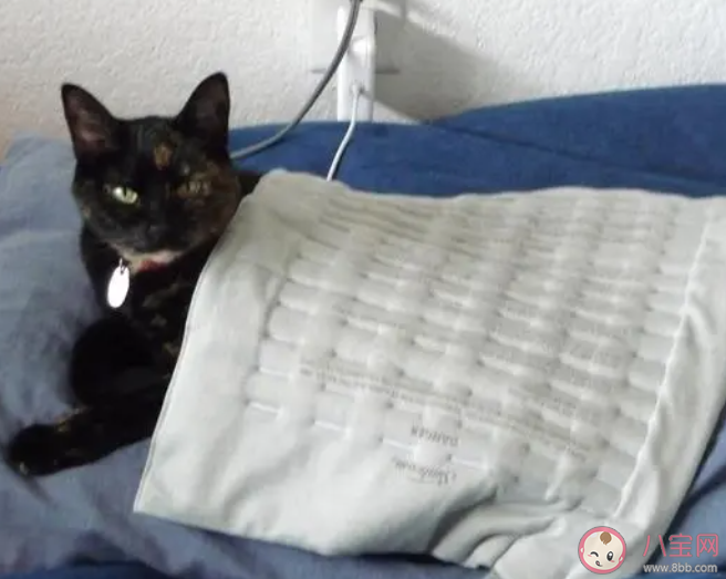 冬天使用电热毯哪种操作更安全 蚂蚁庄园1月31日答案 冬天使用电热毯哪种操作更安全 蚂蚁庄园1月31日答案