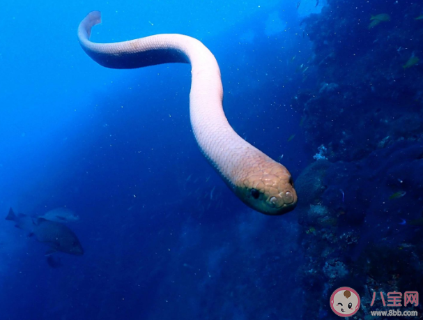 为了防止呼吸时呛水海蛇的鼻孔有什么 神奇海洋1月10日正确答案 为了防止呼吸时呛水海蛇的鼻孔有什么 神奇海洋1月10日正确答案