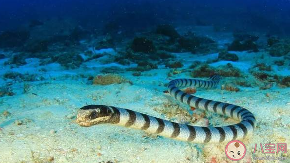 海蛇的鼻孔有什么防止呼吸呛水 神奇海洋1月10日答案最新 海蛇的鼻孔有什么防止呼吸呛水 神奇海洋1月10日答案最新