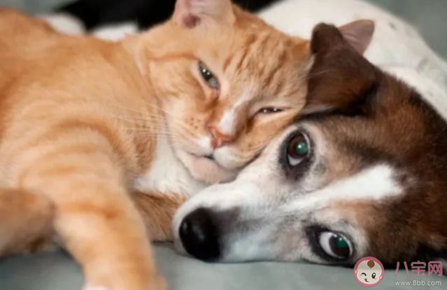 蚂蚁庄园以下哪种动物也会像人一样打喷嚏 小课堂2月1日答案 蚂蚁庄园以下哪种动物也会像人一样打喷嚏 小课堂2月1日答案