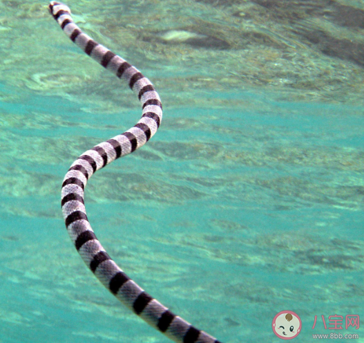 为了防止呼吸时呛水海蛇的鼻孔有什么 神奇海洋1月10日正确答案 为了防止呼吸时呛水海蛇的鼻孔有什么 神奇海洋1月10日正确答案