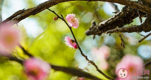 小寒时节正值以下哪种花盛开之际 蚂蚁庄园1月5日答案