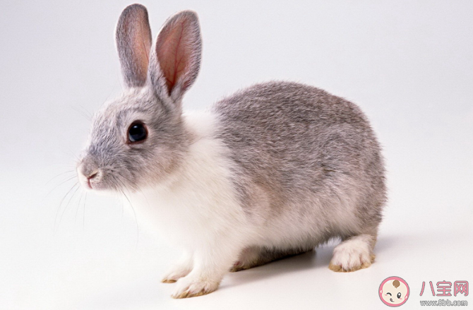 成语扑朔迷离和哪种动物有关 蚂蚁庄园1月13日答案介绍 成语扑朔迷离和哪种动物有关 蚂蚁庄园1月13日答案介绍