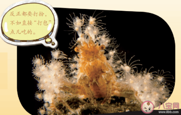 装饰蟹会把有毒的海胆背在身上这是为了 神奇海洋1月30日答案 装饰蟹会把有毒的海胆背在身上这是为了 神奇海洋1月30日答案