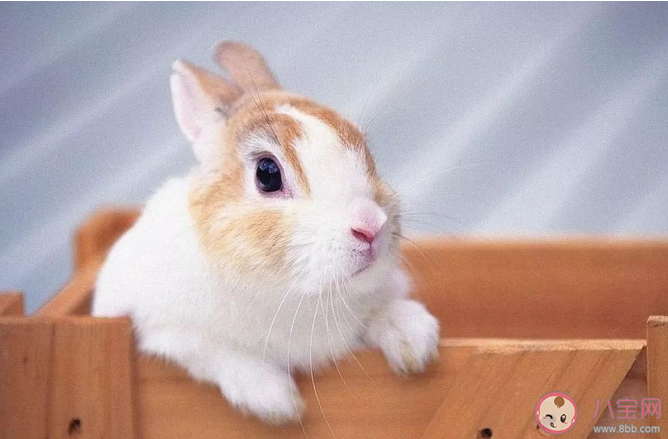 成语扑朔迷离和哪种动物有关 蚂蚁庄园1月13日答案介绍 成语扑朔迷离和哪种动物有关 蚂蚁庄园1月13日答案介绍