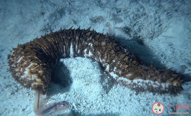 以下哪种海洋动物能用排泄器官呼吸 ​神奇海洋1月11日正确答案