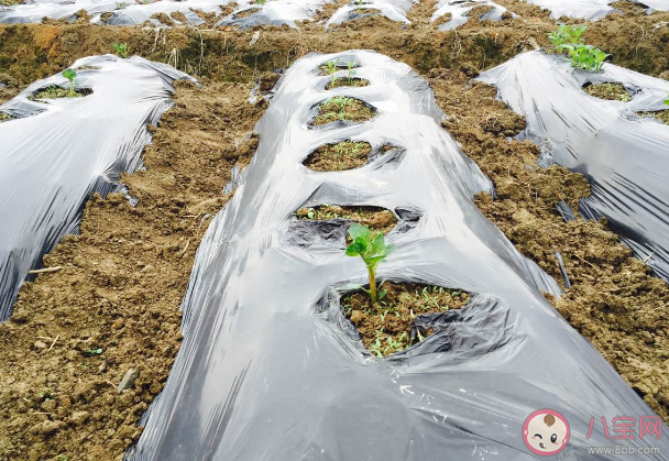 上海掀起租地种菜热1500元一年是怎么回事 租地种菜为什么火了有何好处 上海掀起租地种菜热1500元一年是怎么回事 租地种菜为什么火了有何好处