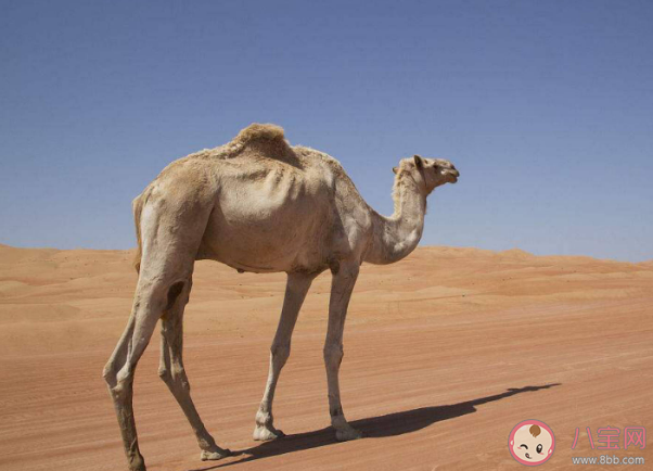 骆驼为什么只在沙漠生活 骆驼能在沙漠生活的原因