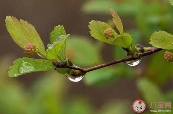 杜甫描写雨的名句好雨知时节下一句是什么 蚂蚁庄园2月4日答案最新