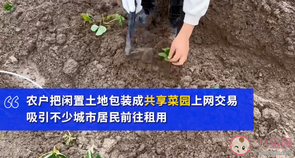 上海掀起租地种菜热1500元一年是怎么回事 租地种菜为什么火了有何好处 上海掀起租地种菜热1500元一年是怎么回事 租地种菜为什么火了有何好处