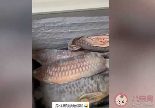 男子囤7冰柜养死的名贵鱼价值百万 名贵鱼排名是怎样的