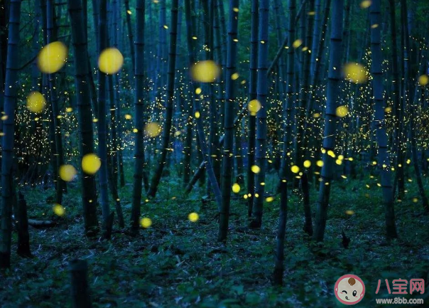 萤火虫死后会继续发光吗 如何保护萤火虫 萤火虫死后会继续发光吗 如何保护萤火虫