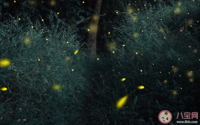 萤火虫死后会继续发光吗 如何保护萤火虫 萤火虫死后会继续发光吗 如何保护萤火虫