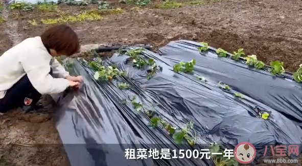 上海掀起租地种菜热1500元一年是怎么回事 租地种菜为什么火了有何好处 上海掀起租地种菜热1500元一年是怎么回事 租地种菜为什么火了有何好处