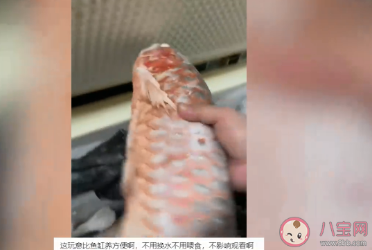 男子囤7冰柜养死的名贵鱼价值百万 名贵鱼排名是怎样的