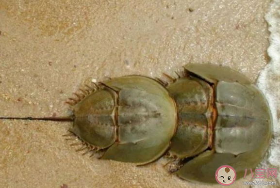 被称为海底鸳鸯的是 神奇海洋3月17日答案 被称为海底鸳鸯的是 神奇海洋3月17日答案