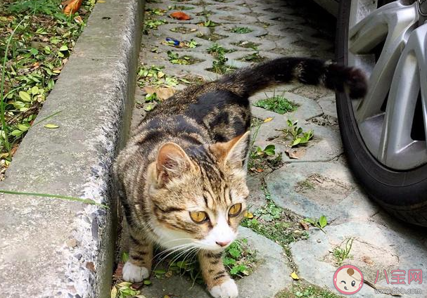 流浪猫能喂熟吗 要不要收养流浪猫