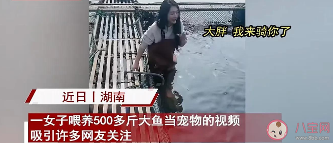 女子喂养500斤大鱼当宠物是真的吗 西伯利亚鲟生长速度有多快