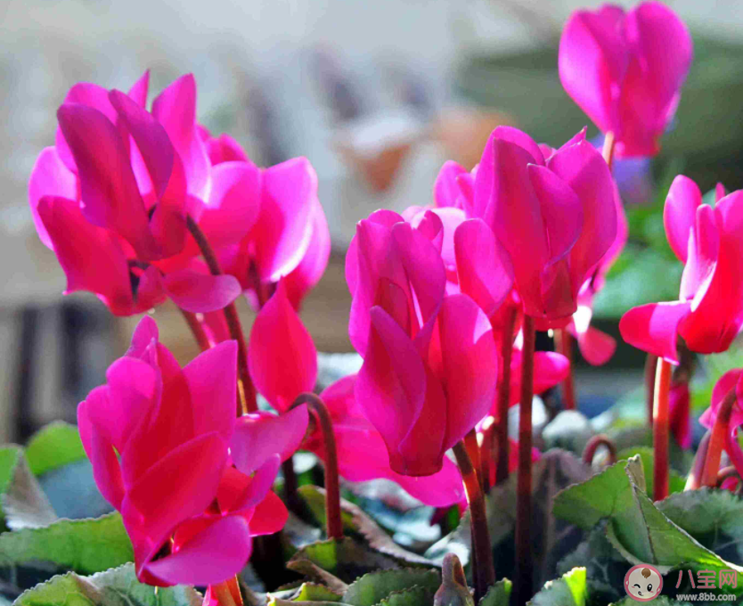 报春花长得像兔耳朵被称为兔子花的是 蚂蚁庄园3月18日答案介绍 报春花长得像兔耳朵被称为兔子花的是 蚂蚁庄园3月18日答案介绍