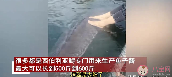 女子喂养500斤大鱼当宠物是真的吗 西伯利亚鲟生长速度有多快