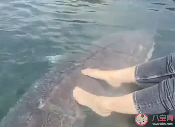 女子喂养500斤大鱼当宠物是真的吗 西伯利亚鲟生长速度有多快