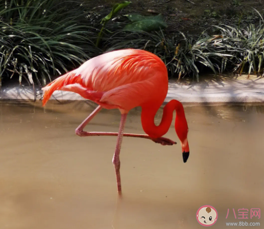 刚出生的火烈鸟羽毛是 蚂蚁庄园3月17日答案最新