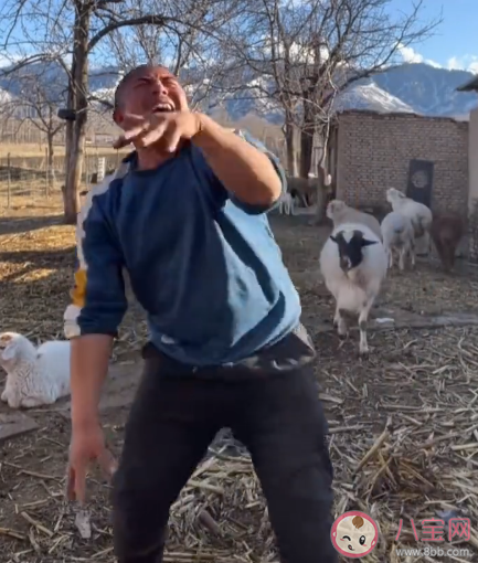 男子镜头前嗨舞被羊顶翻是怎么回事 羊为什么会顶人 男子镜头前嗨舞被羊顶翻是怎么回事 羊为什么会顶人