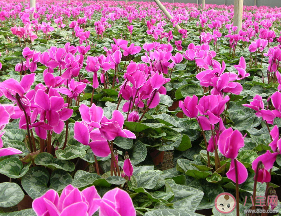 有一种报春花长得像兔耳朵也被称为兔子花是什么植物 蚂蚁庄园3月18日答案