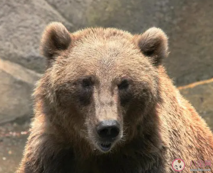 动物园棕熊能懂人话被质疑是人假扮 棕熊有多聪明 动物园棕熊能懂人话被质疑是人假扮 棕熊有多聪明