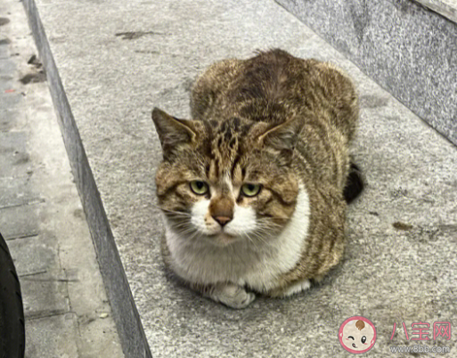 流浪猫能喂熟吗 要不要收养流浪猫