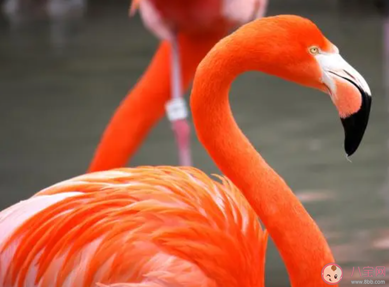 刚出生的火烈鸟羽毛是 蚂蚁庄园3月17日答案最新